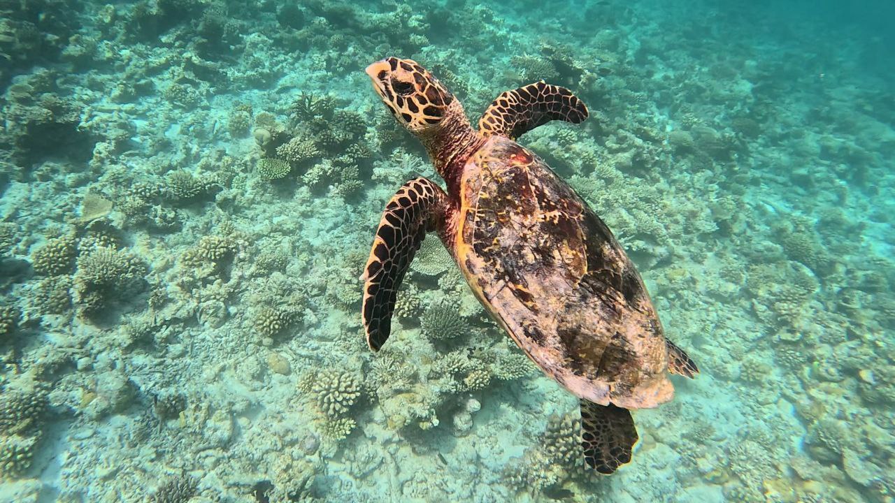 turtle