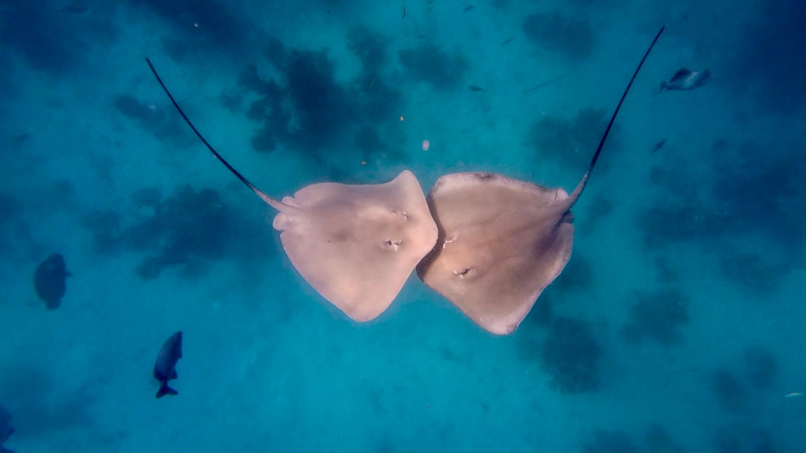 stingrays