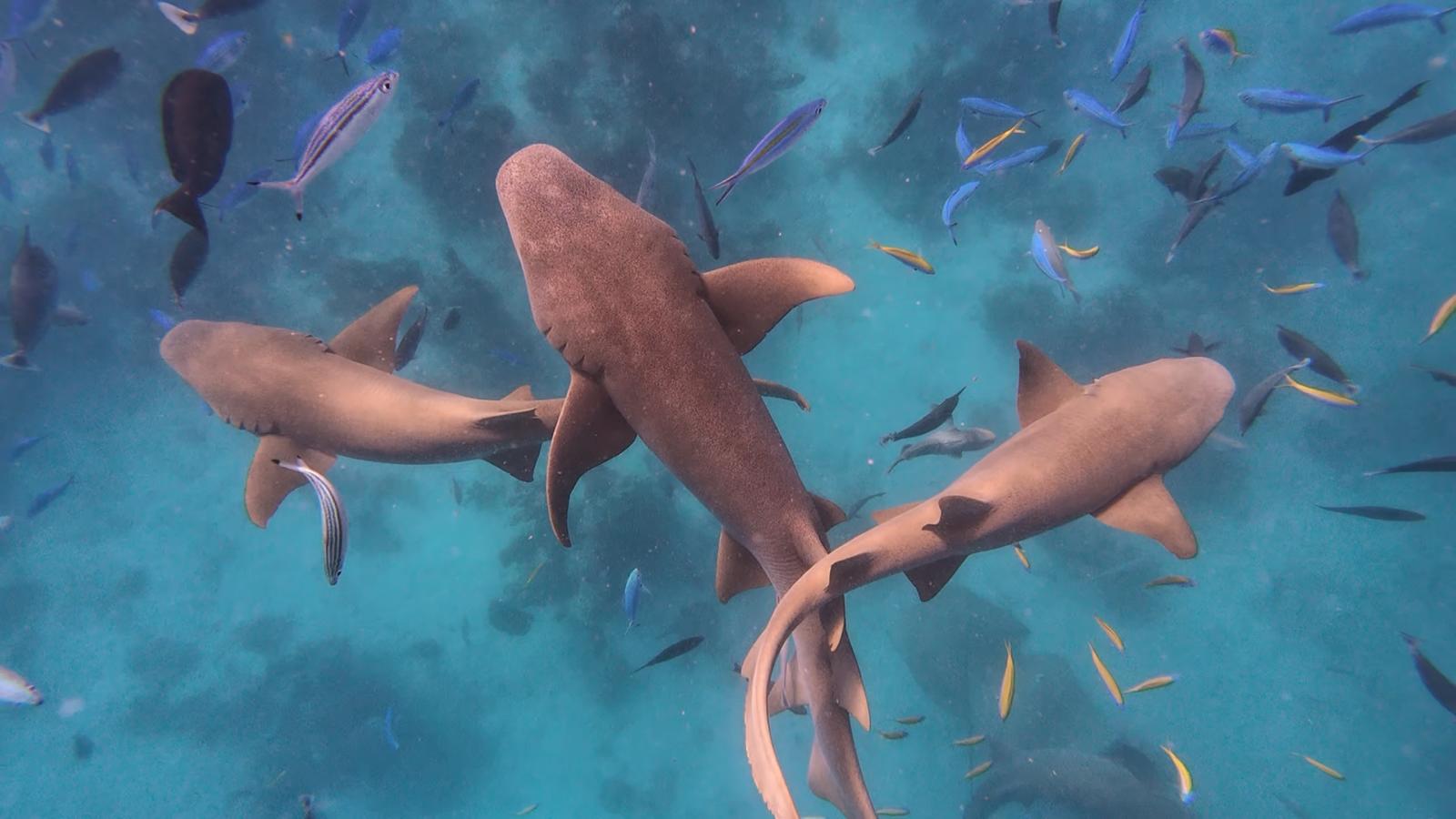 sharks